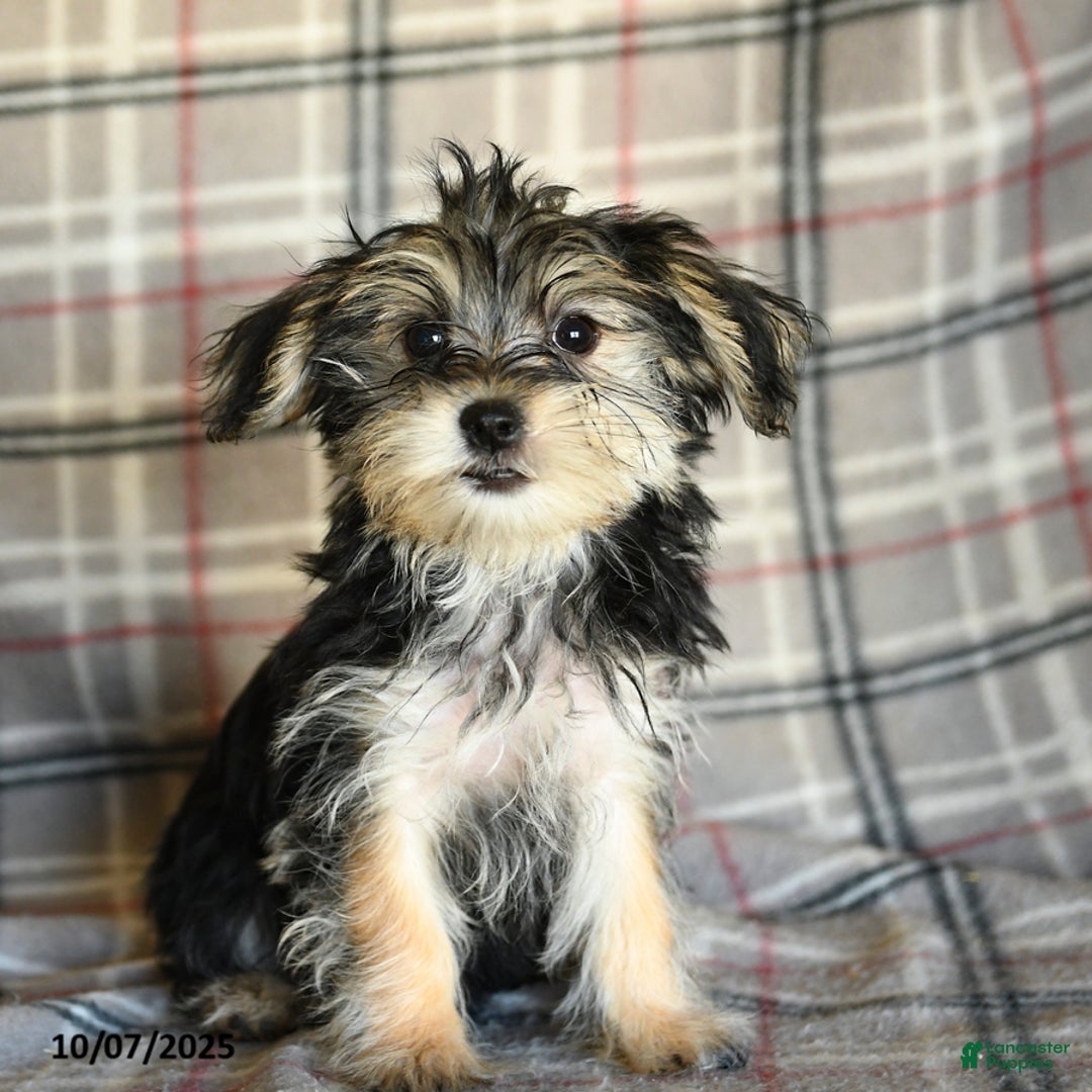 Yorkie Maltese Mix Show Me A Morkie Morkie Puppies For Sale In