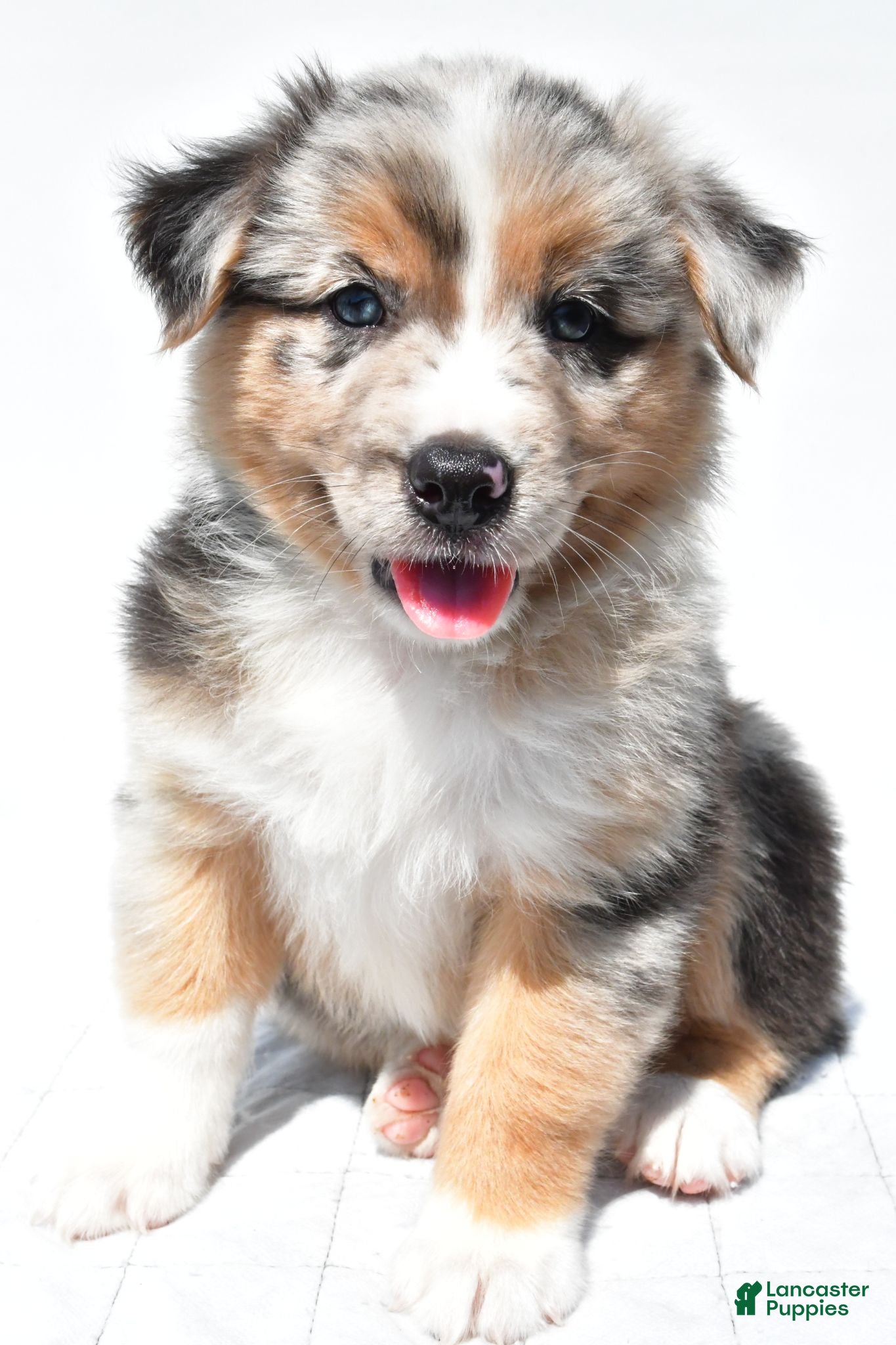 Australian Shepherd dogs Kayla - Ad 1