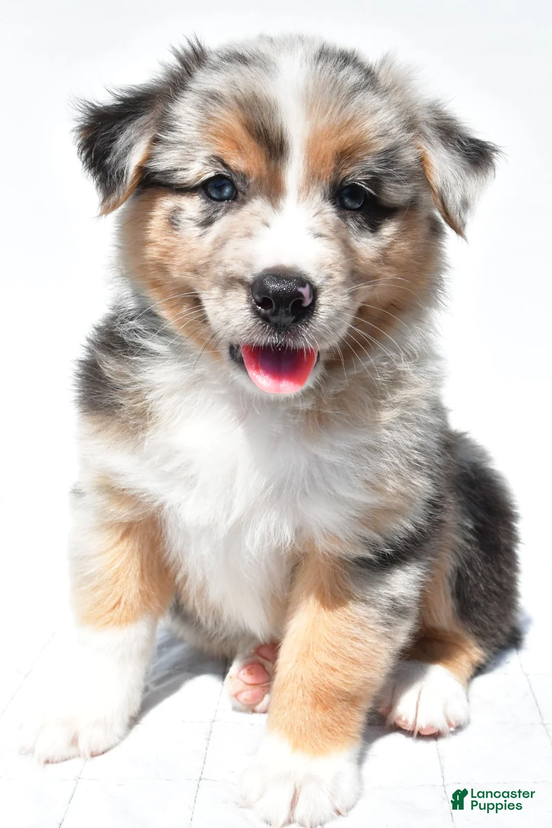 Australian Shepherd dogs for sale: Kayla - Ad 1