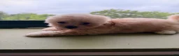 Shihpoo dogs for sale: Bam Bam - Ad 2