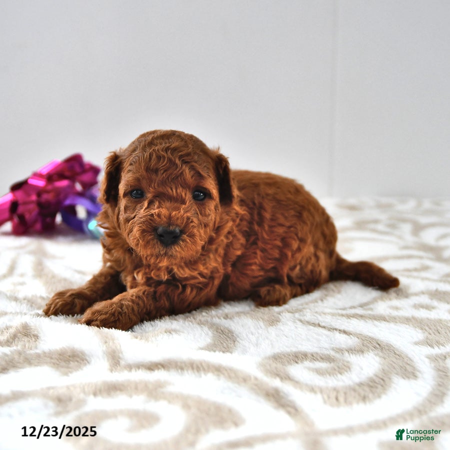 Mini Goldendoodle dogs Cookie - Ad 37