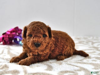 Mini Goldendoodle dogs Cookie - Ad 37