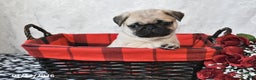 Pug dogs for sale: Miami - Ad 5