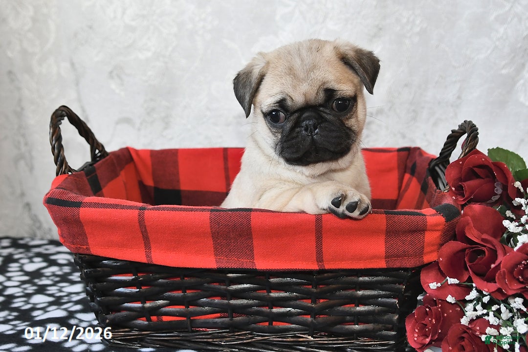 Pug dogs for sale: Miami - Ad 5