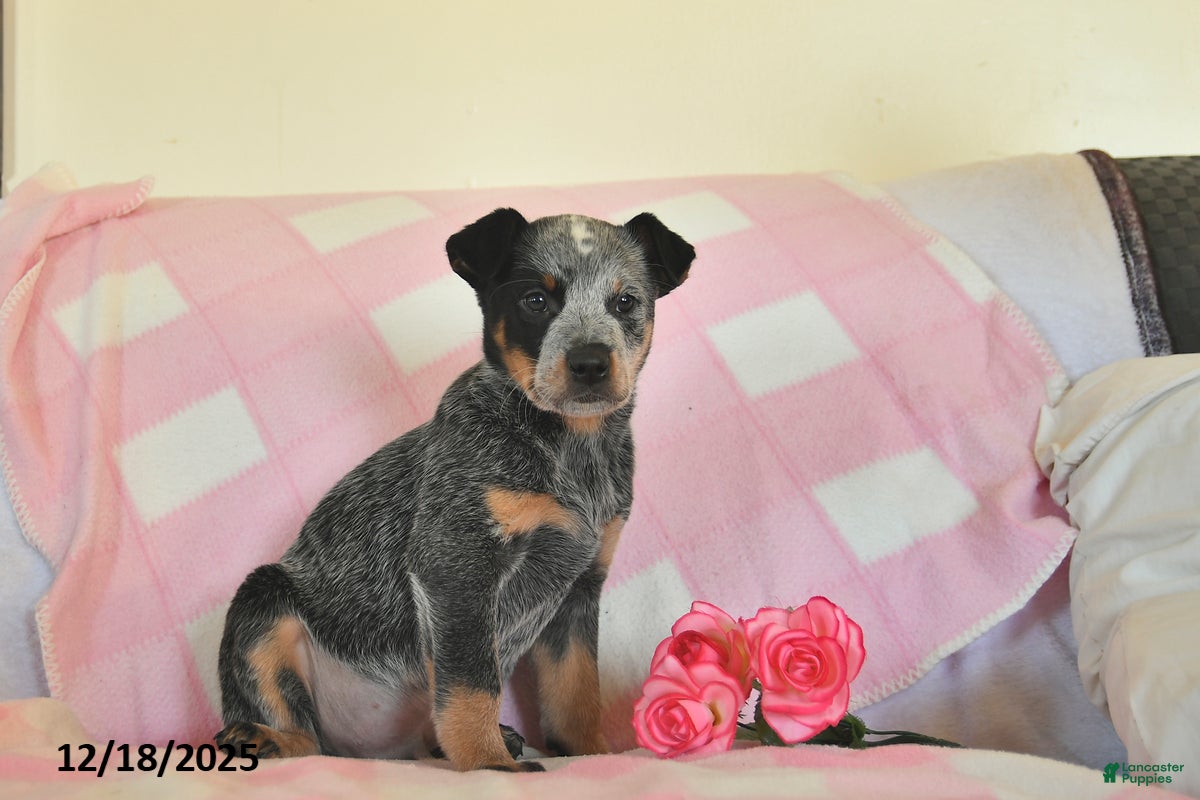 Australian Cattle Dog dogs Jim  - Ad 27