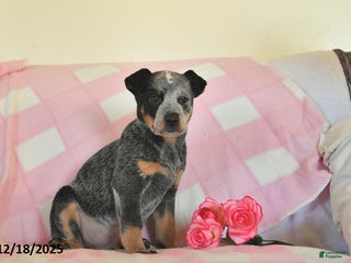 Australian Cattle Dog dogs Jim - Ad 26