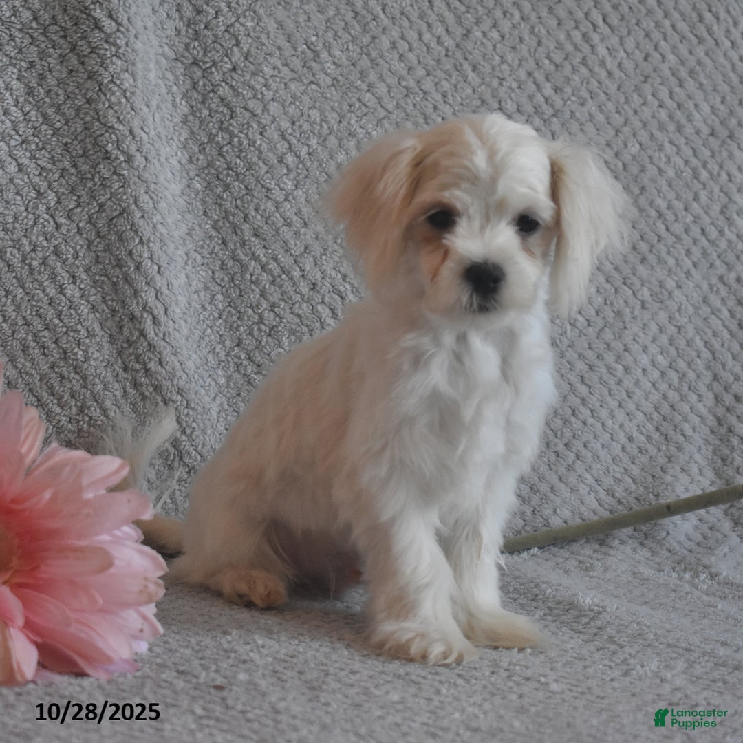 Maltese dogs for sale: Edward - Ad 2