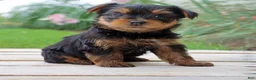 Yorkshire Terrier dogs for sale: Java - Ad 4