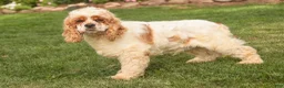 Cocker Spaniel dogs for sale: April Cocker Spaniel  - Ad 12