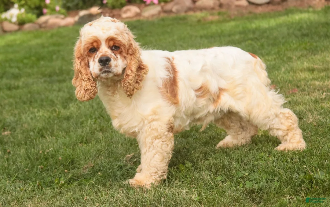 Cocker Spaniel dogs for sale: April Cocker Spaniel  - Ad 12