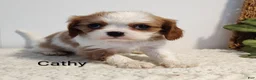 Cavalier King Charles Spaniel dogs for sale: Cathy  - Ad 4