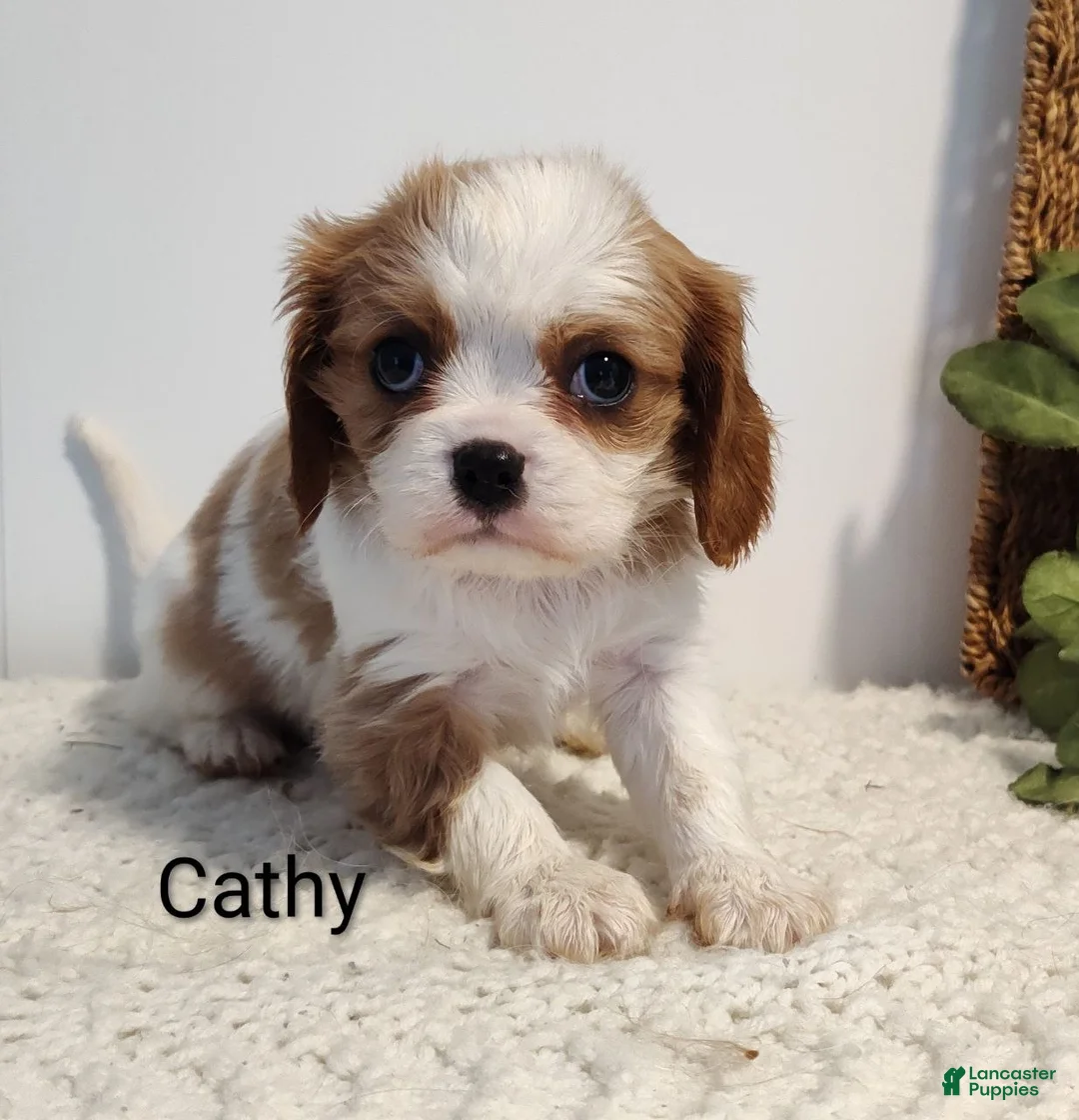 Cavalier King Charles Spaniel dogs for sale: Cathy  - Ad 4