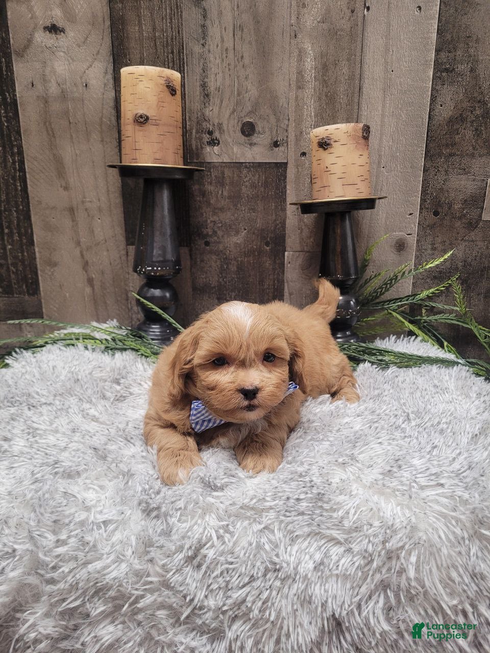 Pekapoo dogs Wilbur - Ad 1