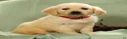 Golden Retriever dogs for sale: Gus - Ad 6