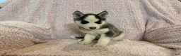 Siberian Husky dogs for sale: Princess Nixie - Ad 1