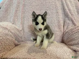 Siberian Husky dogs Princess Nixie - Ad 9