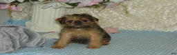 Brussels Griffon dogs for sale: Baxter - AKC - Ad 8