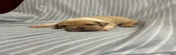 American Bully dogs for sale: American Bully Puppy 2 - Ad 1