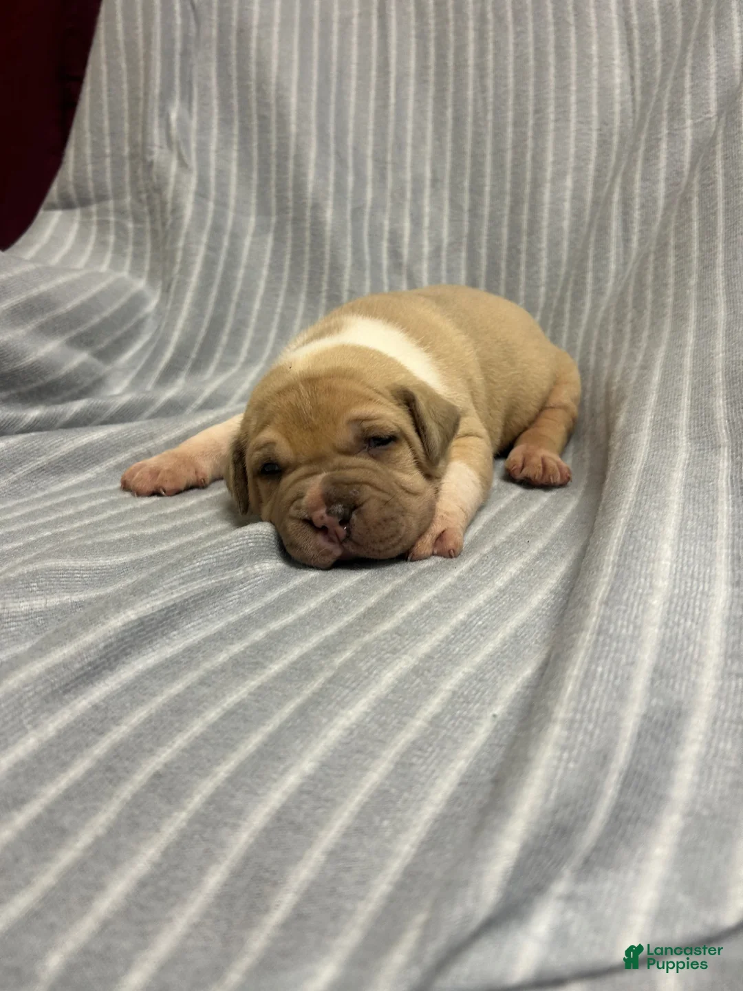 American Bully dogs for sale: American Bully Puppy 2 - Ad 1