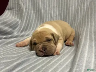 American Bully dogs for sale: American Bully Puppy 2 - Ad 3