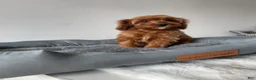 Cavapoo dogs for sale: Nova - Ad 2