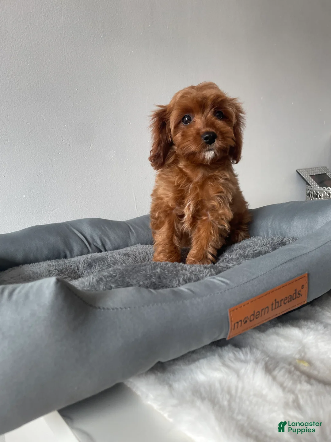 Cavapoo dogs for sale: Nova - Ad 2