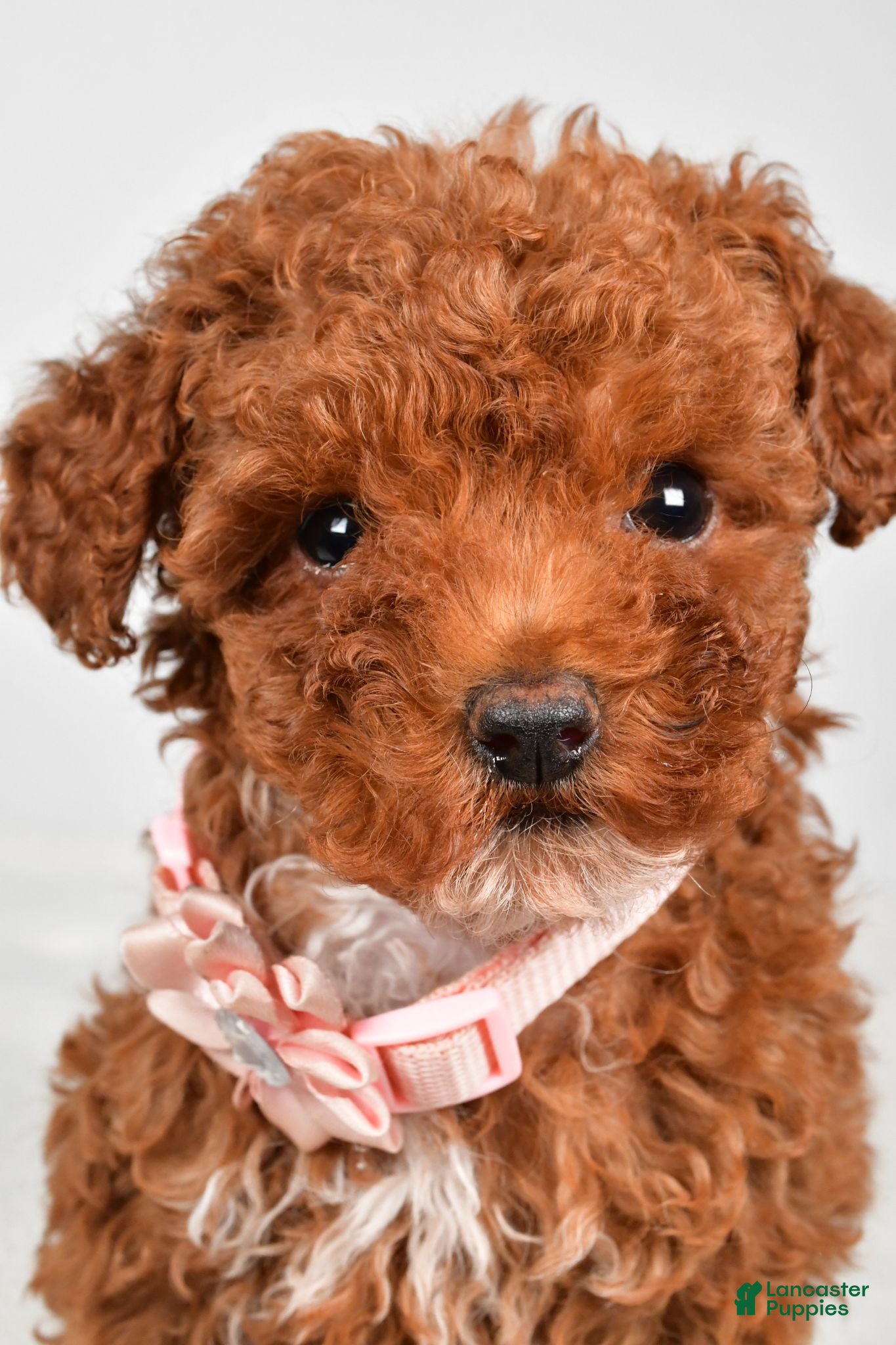 Toy Poodle dogs Pearl - Ad 1