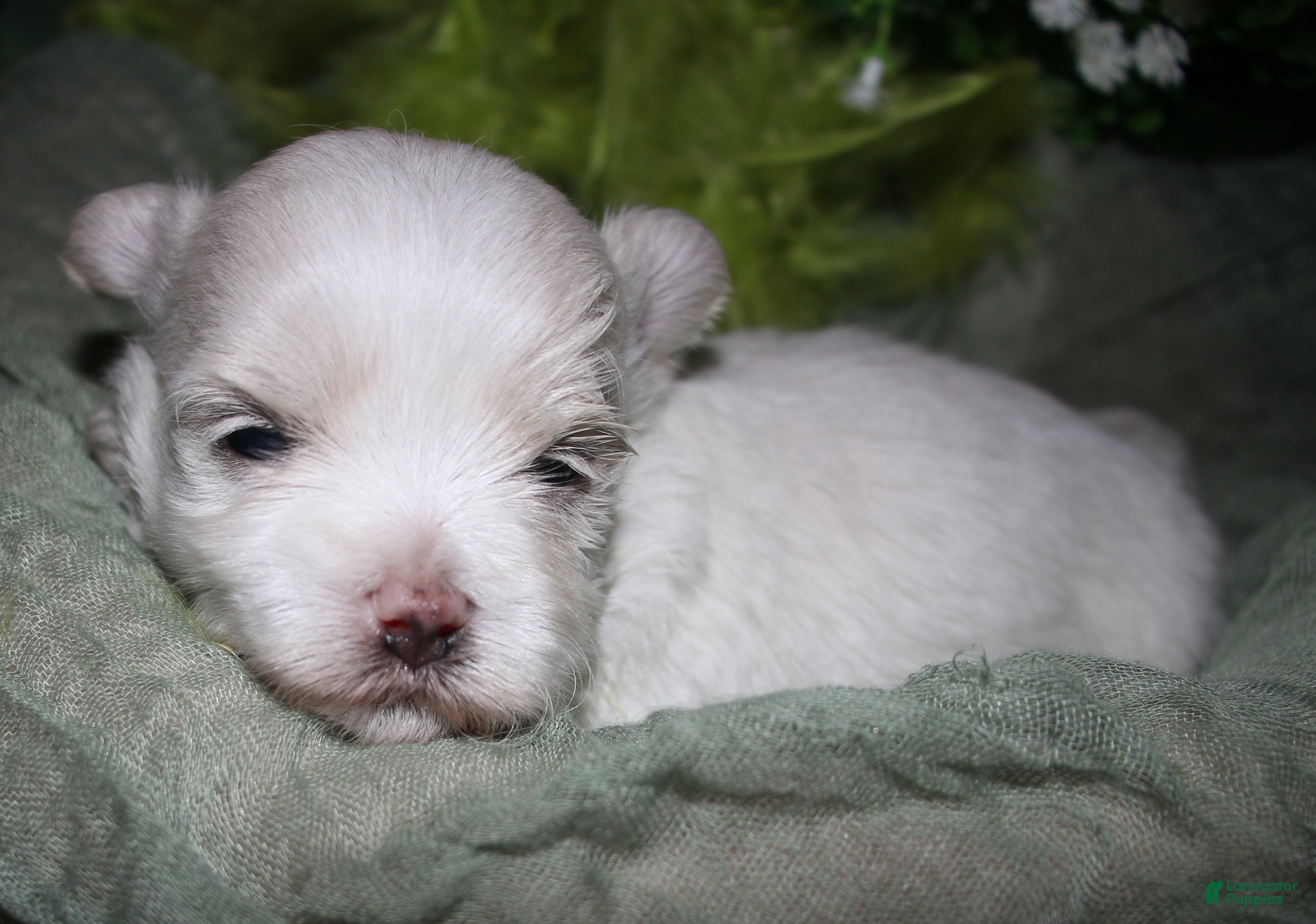 Maltese dogs for sale: Conrad - Ad 2