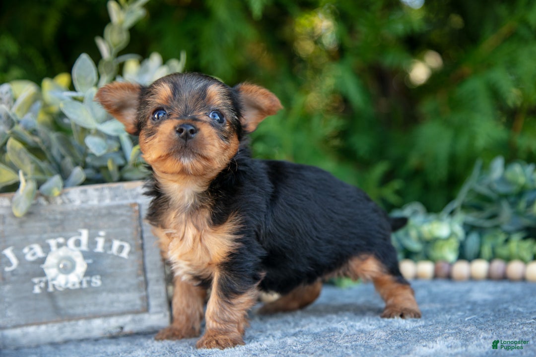 Yorkshire Terrier dogs for sale: Kaylee - Ad 2