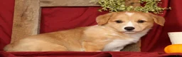 Welsh Corgi Pembroke dogs for sale: Tracy - Ad 6