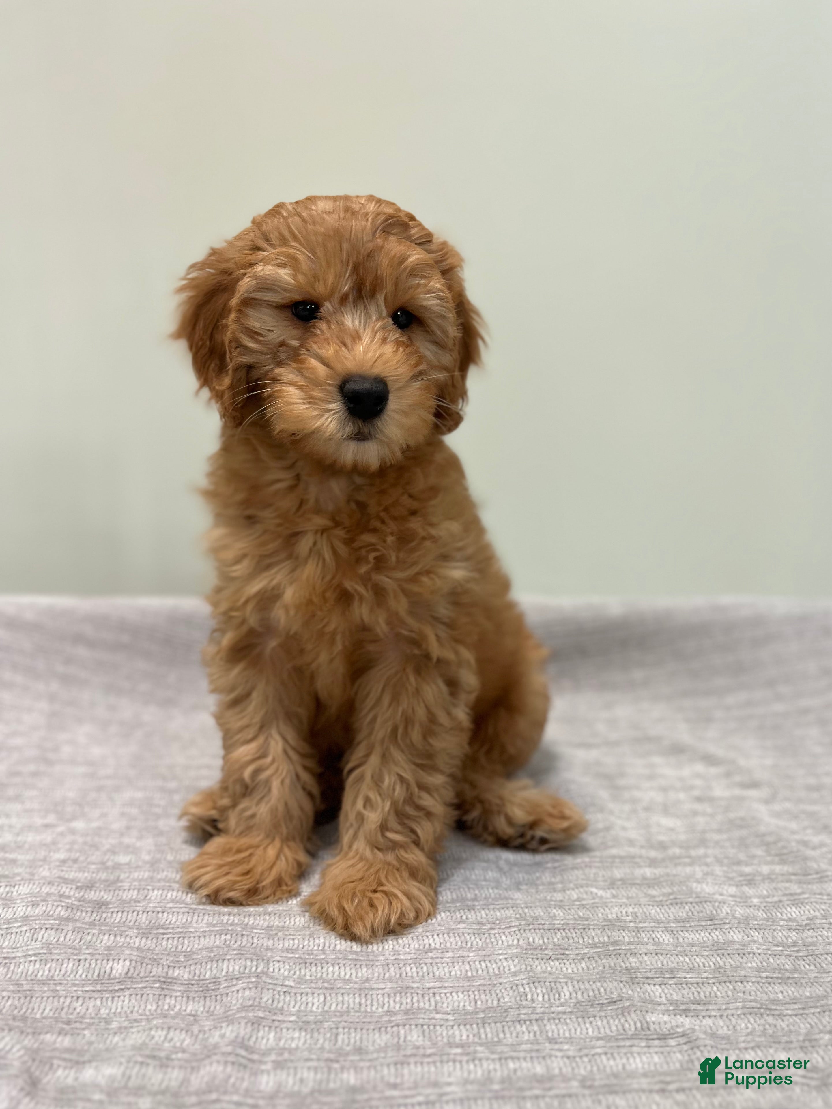 Whiskey (Doodle / designer cross, Male) in West Palm Beach, FL