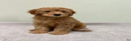 Mini Goldendoodle dogs for sale: Whiskey - Ad 1