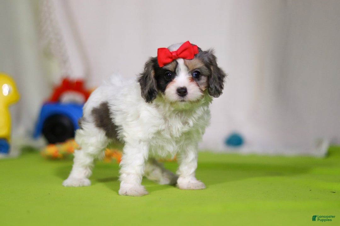 Cavapoo dogs for sale: Sasha - Ad 5