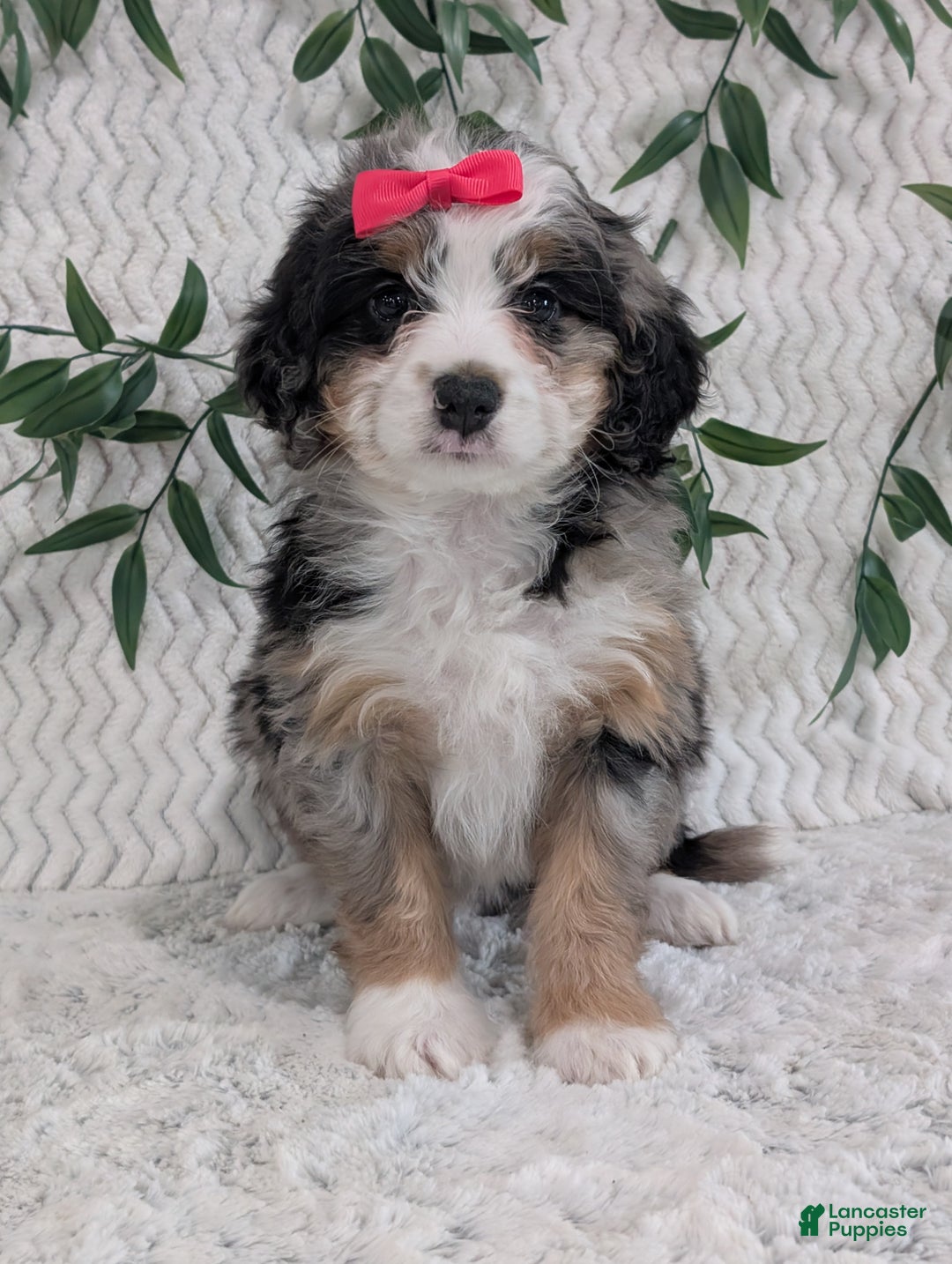 Mini Bernedoodle dogs for sale: Mini Pearl  - Ad 12