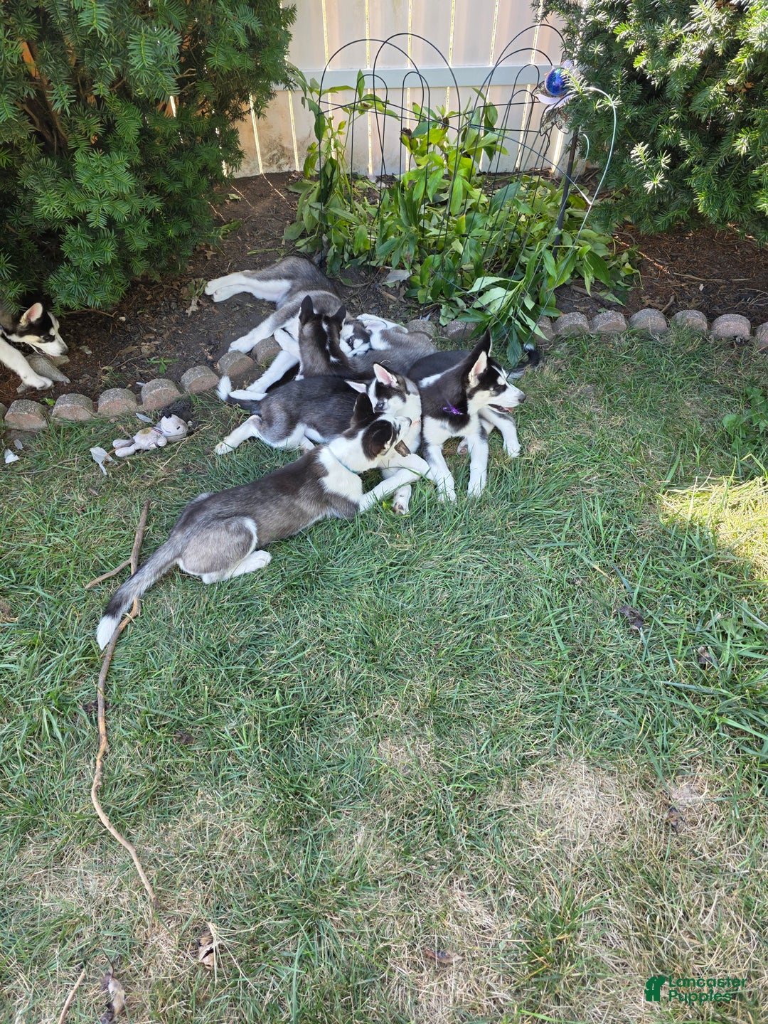 Siberian Husky dogs for sale: Daisy - Ad 7