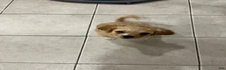 Maltipoo dogs for sale: Nova - Ad 4