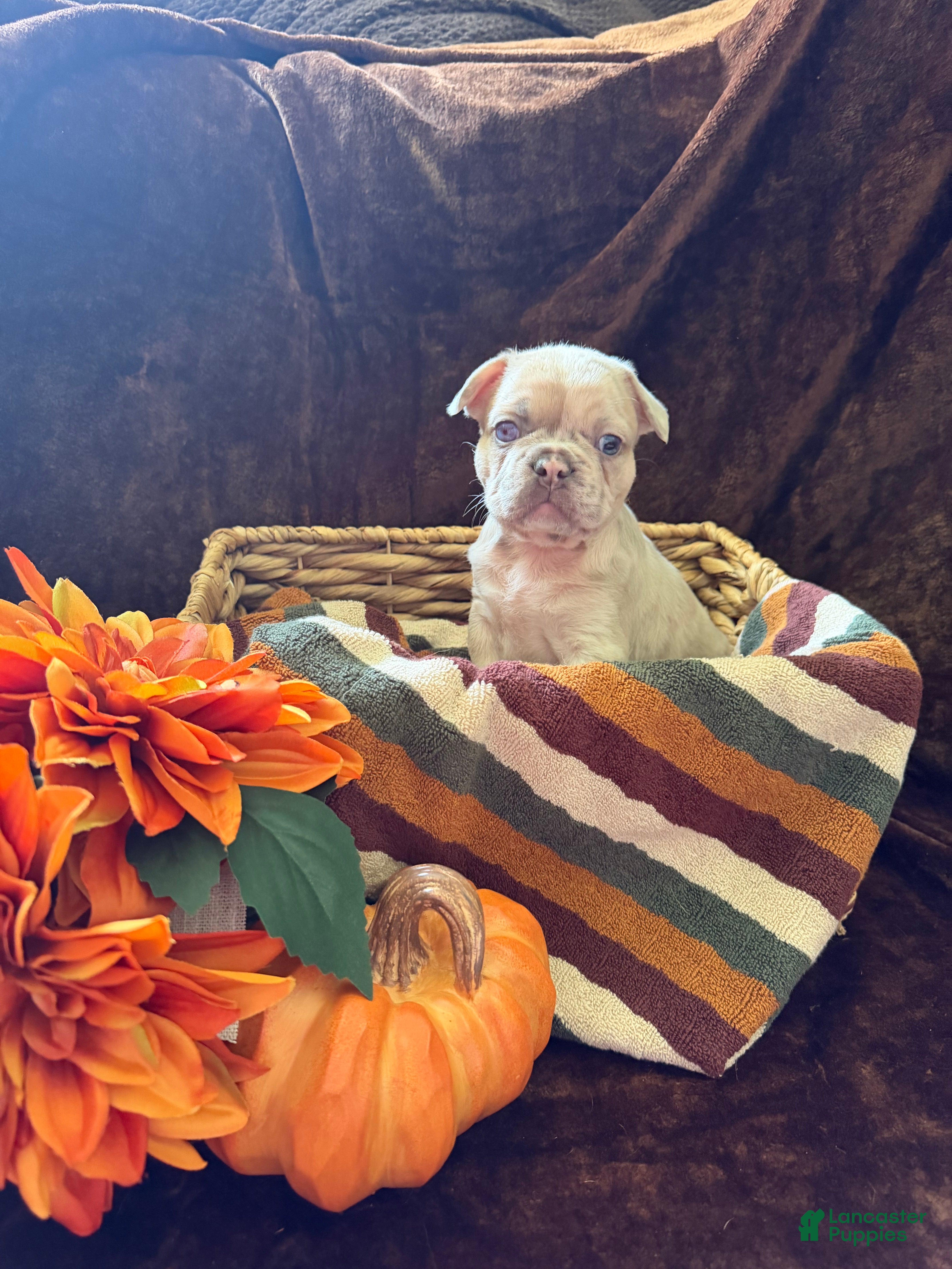French Bulldog dogs Spot - Ad 1