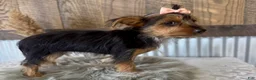Yorkshire Terrier dogs for sale: Sage - Ad 10