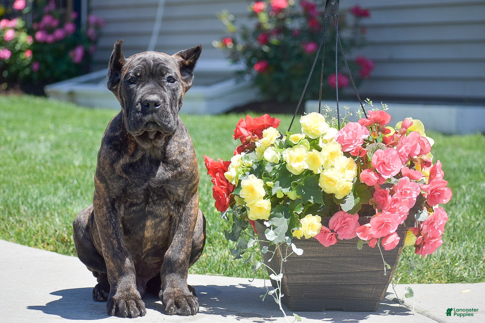 Cane Corso dogs Caden - Ad 1