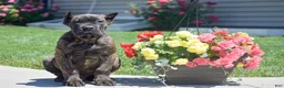 Cane Corso dogs for sale: Caden - Ad 1