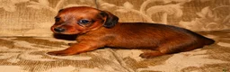 Miniature Dachshund dogs for sale: Cinnamon - Ad 4