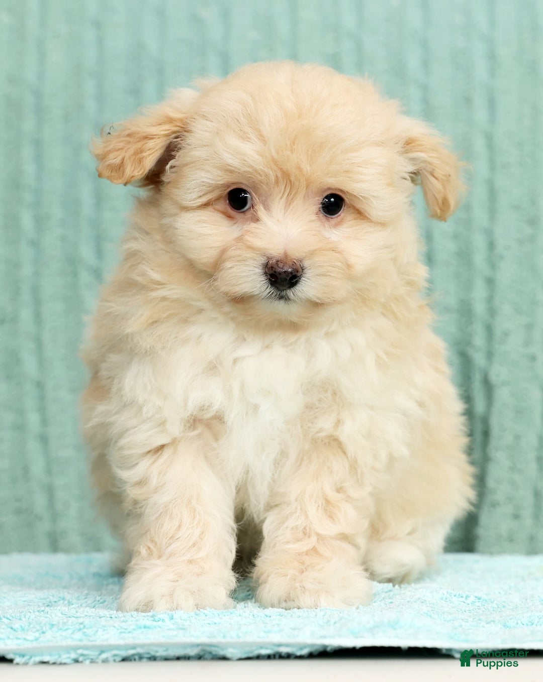 Pomapoo dogs for sale: Thomas - Ad 1