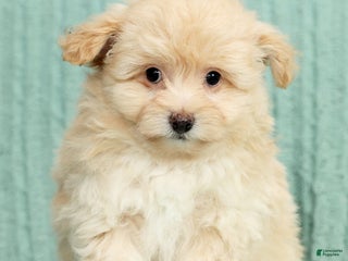 Pomapoo dogs Thomas - Ad 4