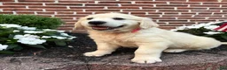 Golden Retriever dogs for sale: Gary - Ad 4