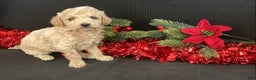 Mini Goldendoodle dogs for sale: Windy - Ad 6