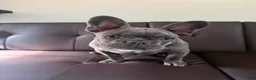 French Bulldog dogs for sale: Bullwinkle  - Ad 3
