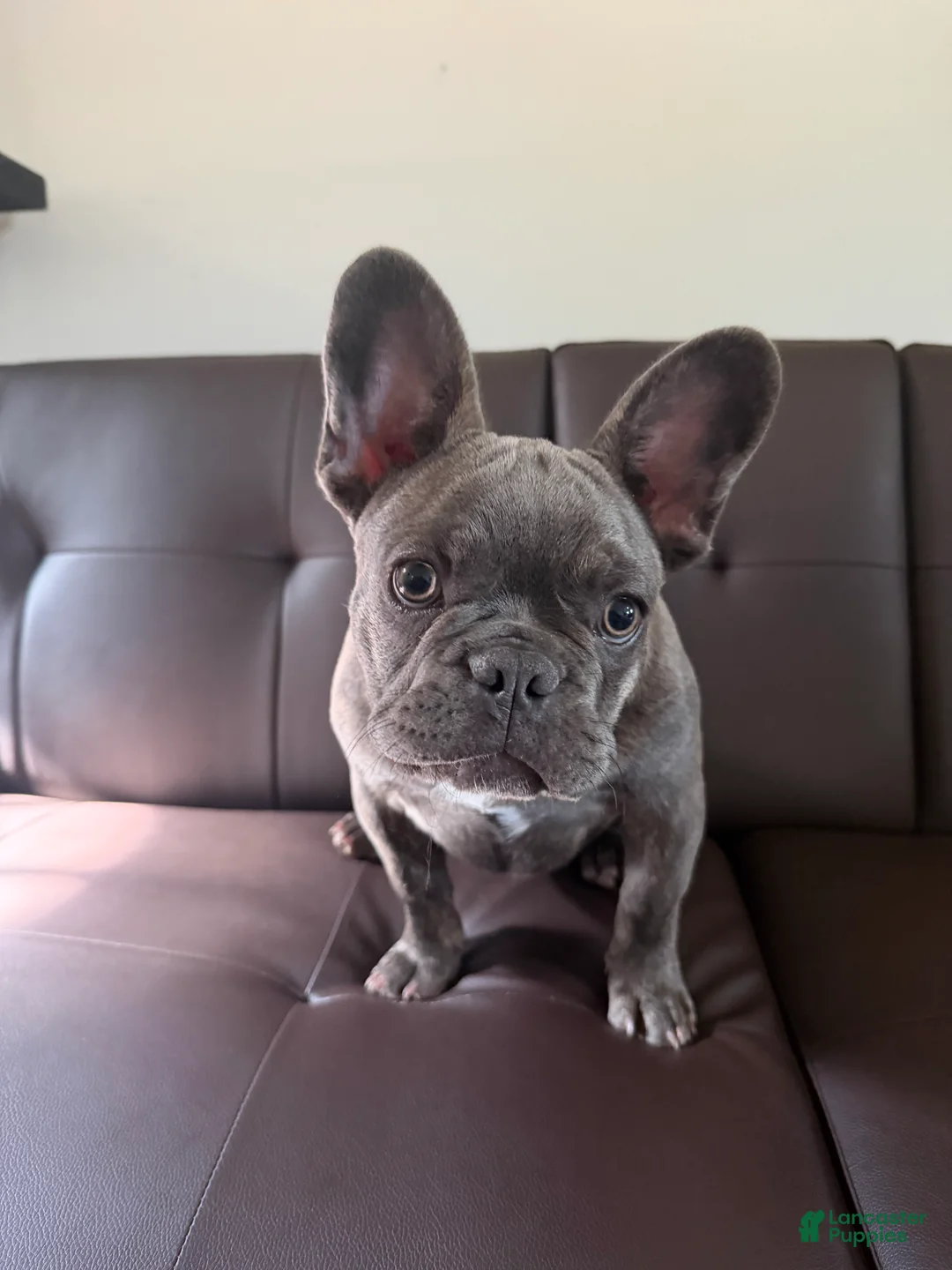 French Bulldog dogs for sale: Bullwinkle  - Ad 3