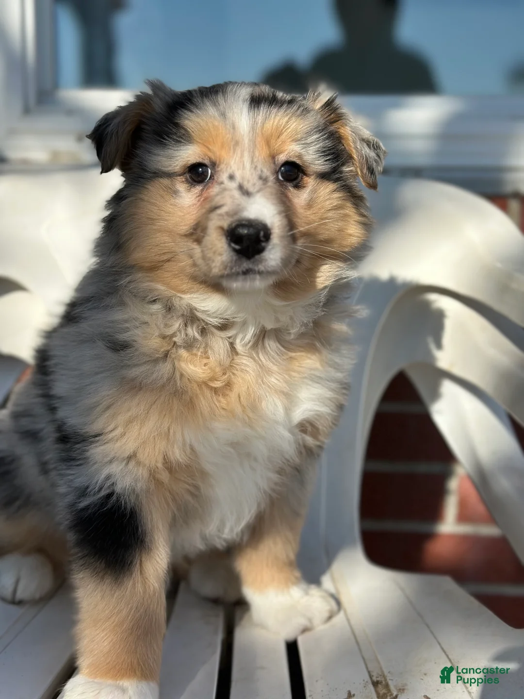 Australian Shepherd dogs for sale: Brynn - Ad 4