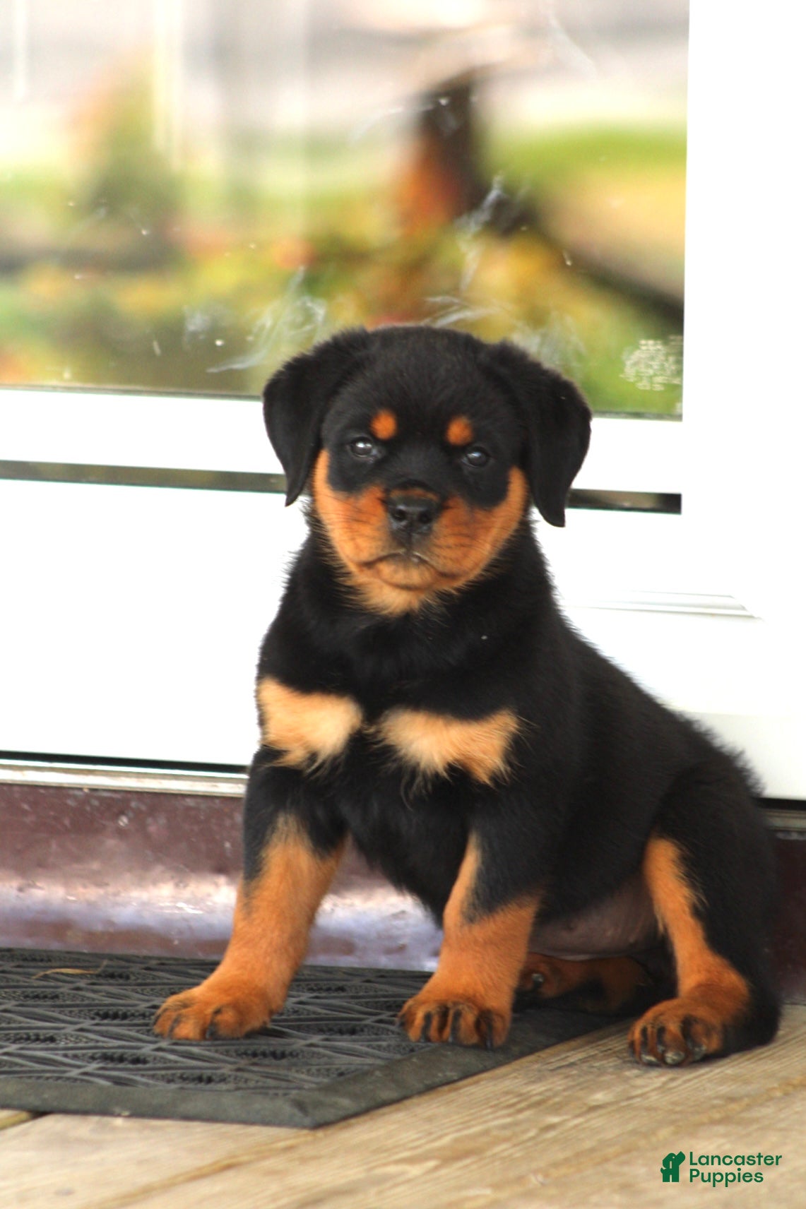 Rottweiler dogs for sale: Danielle - Ad 2