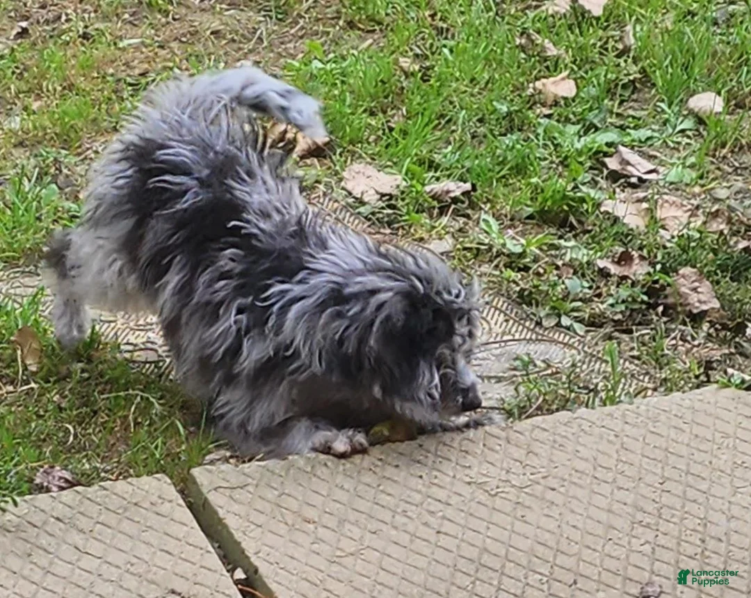 Aussiedoodle dogs for sale: Aussiedoodle 1 - Ad 2